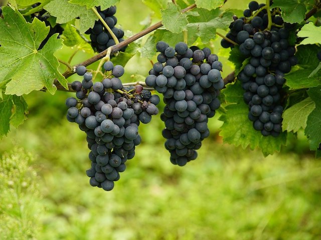 grapes-8306833_1280 grapes-8306833_1280