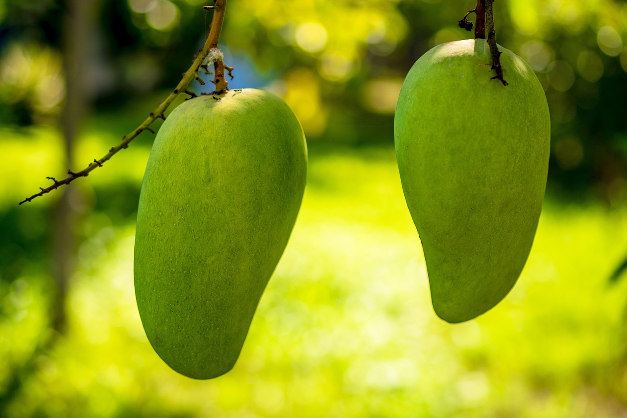 mango-344502_1280 mango-344502_1280